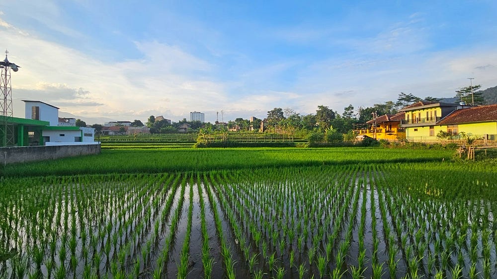 sawah Jatinangor